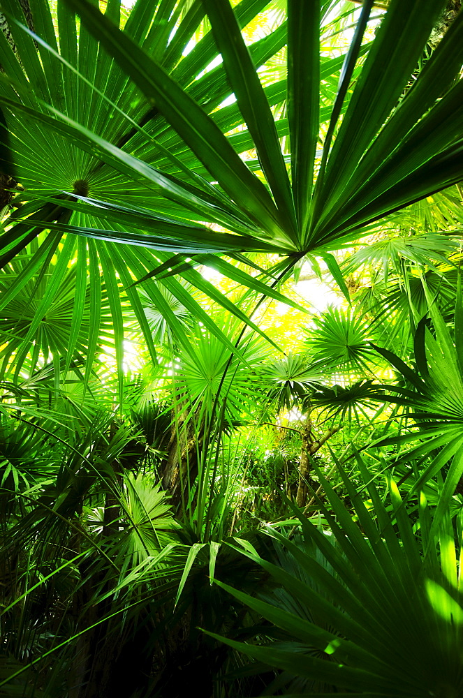 Palm grove
