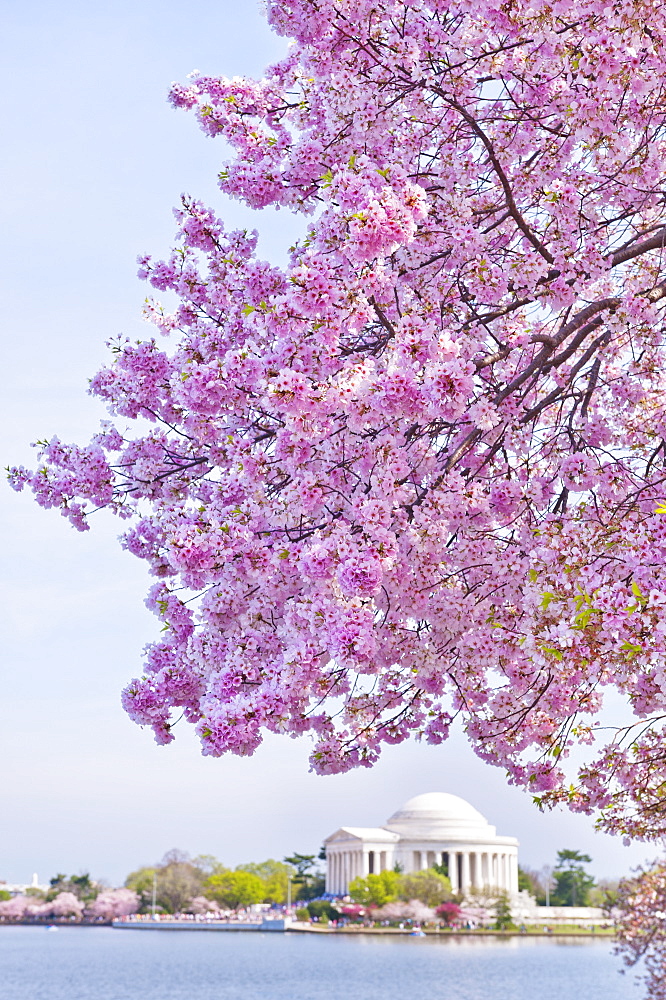 Cherry tree in blossom with Jefferson Memorial in background