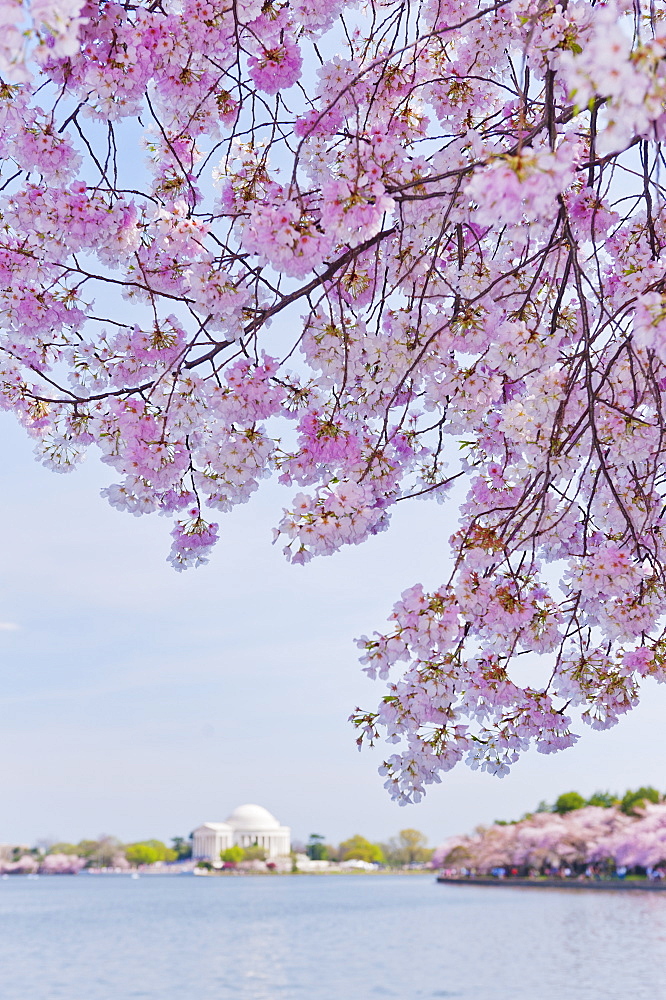 Cherry tree in blossom with Jefferson Memorial in background