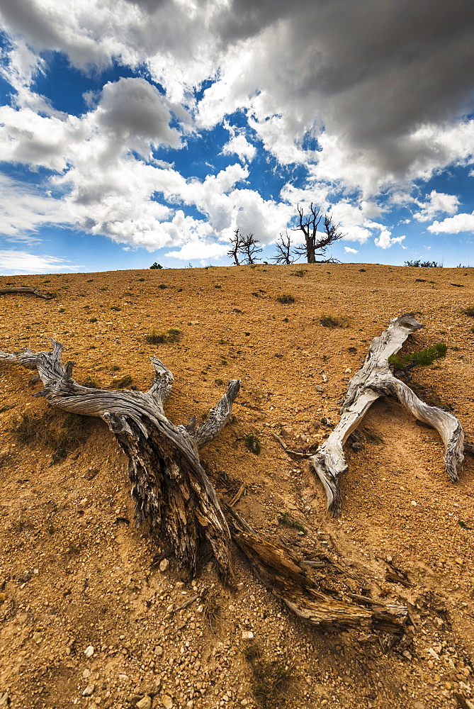 Dead trees, USA, Utah, Bryce Canyon