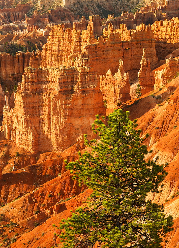 Bryce Amphitheater, USA, Utah, Bryce Canyon