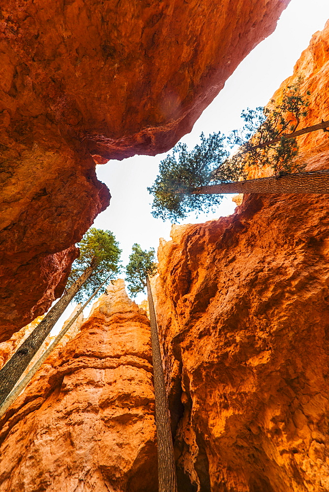 Navajo Loop Trail, Tall Douglas Fir trees, USA, Utah, Bryce Canyon