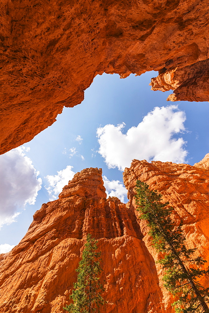 Navajo Loop Trail, Tall Pine trees, USA, Utah, Bryce Canyon