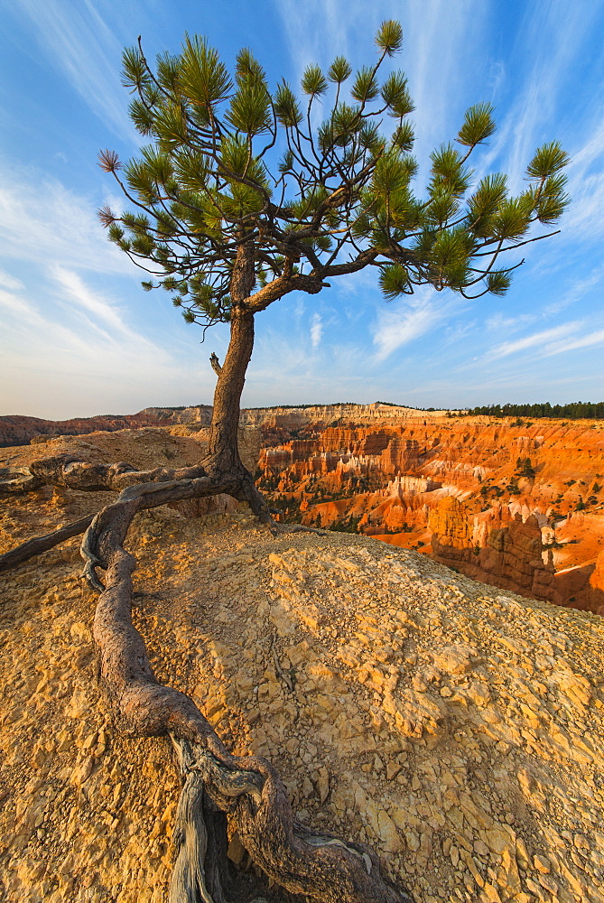 Ponderosa Pine at the edge of cliff, USA, Utah, Bryce Canyon