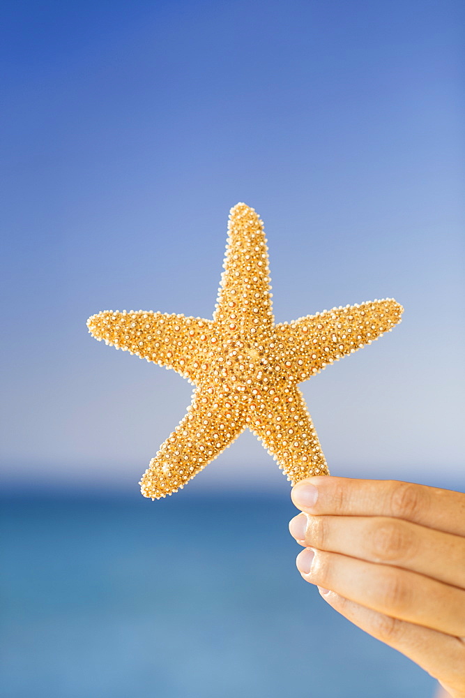 Close up of woman's hand holding starfish