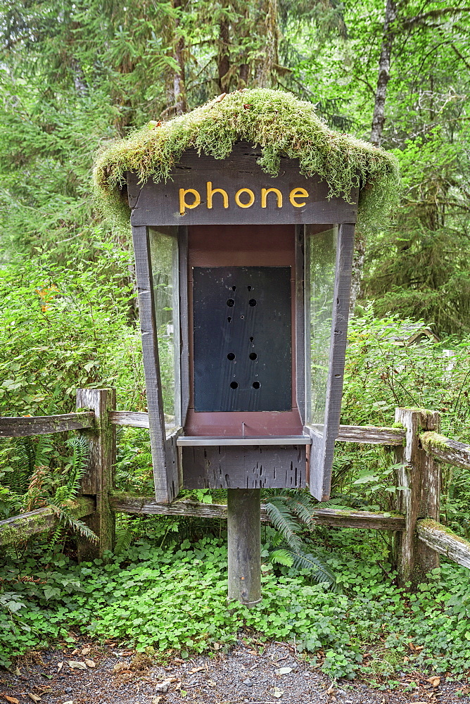 Old phone booth covered with moss, Olympic National Park, Washington