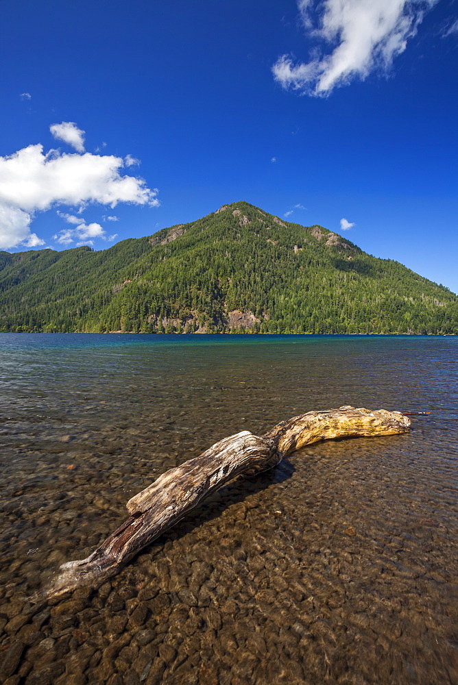 Driftwood on shore of Lake Crescent, Olympic National Park, Washington