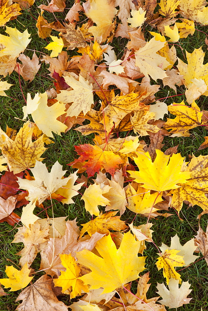 Full frame of autumn leaves