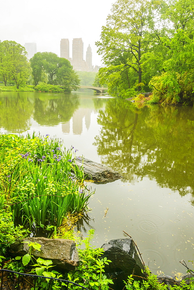 Pond in central park, Central Park, New York City