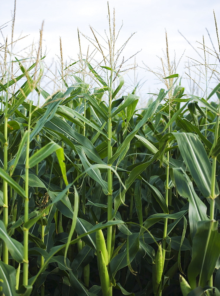 Cornfields in Minnesota USA