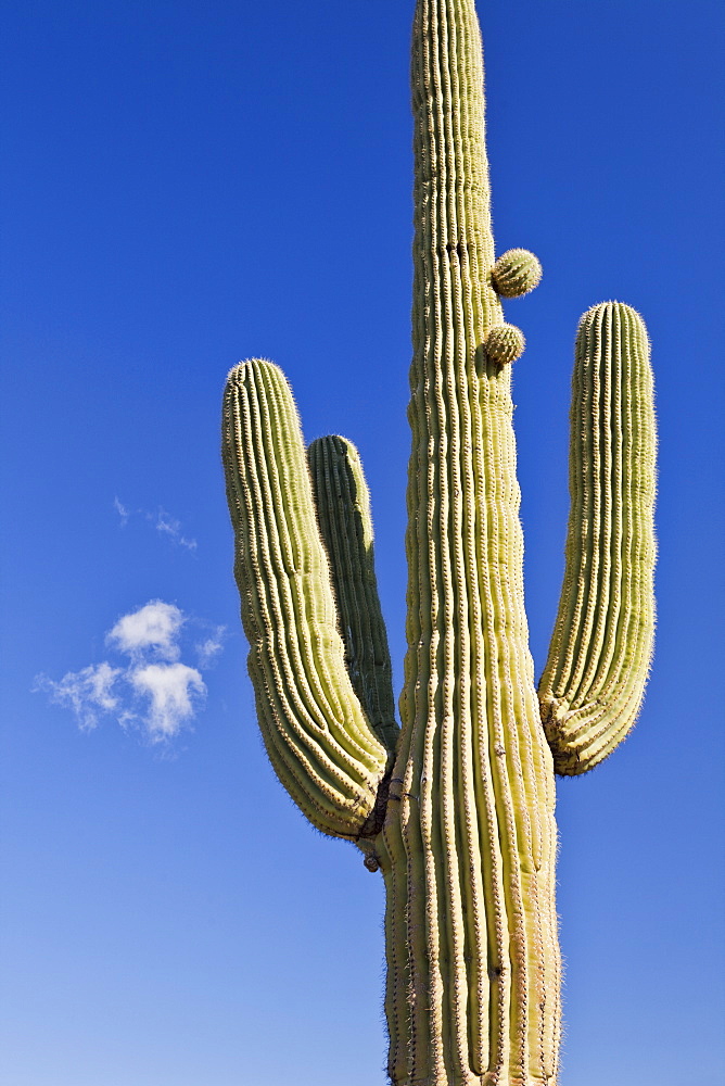 USA, Arizona, Phoenix, saguaro cactus on sky background, USA, Arizona, Phoenix