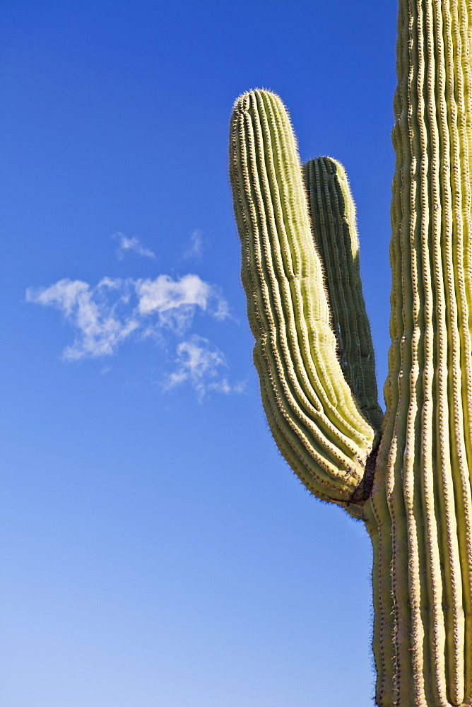 USA, Arizona, Phoenix, part of saguaro cactus on sky background, USA, Arizona, Phoenix