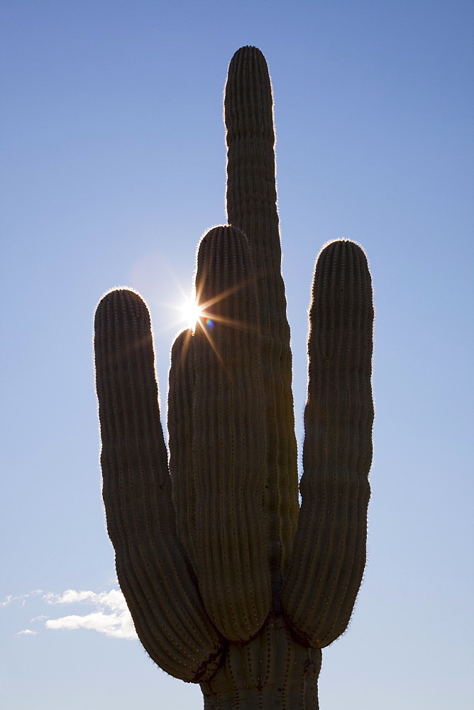 USA, Arizona, Phoenix, silhouette of saguaro cactus, USA, Arizona, Phoenix