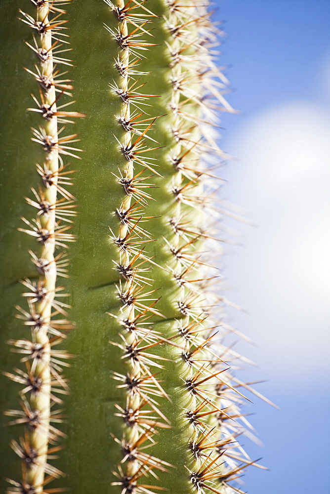 Part of saguaro cactus