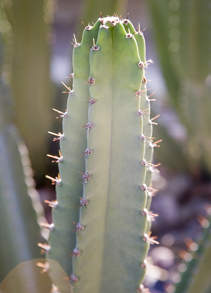 Close up of cactus, Arizona, United States