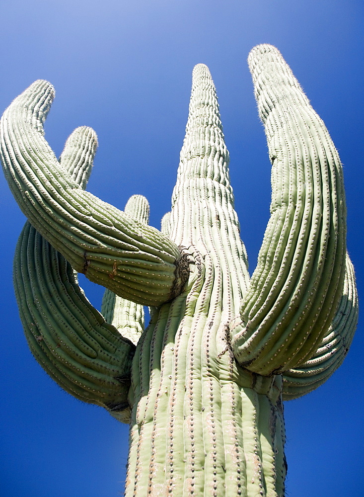 Low angle view of cactus, Arizona, United States