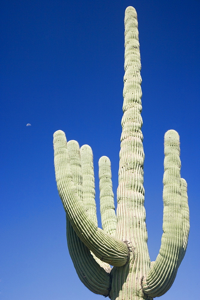 Low angle view of cactus, Arizona, United States