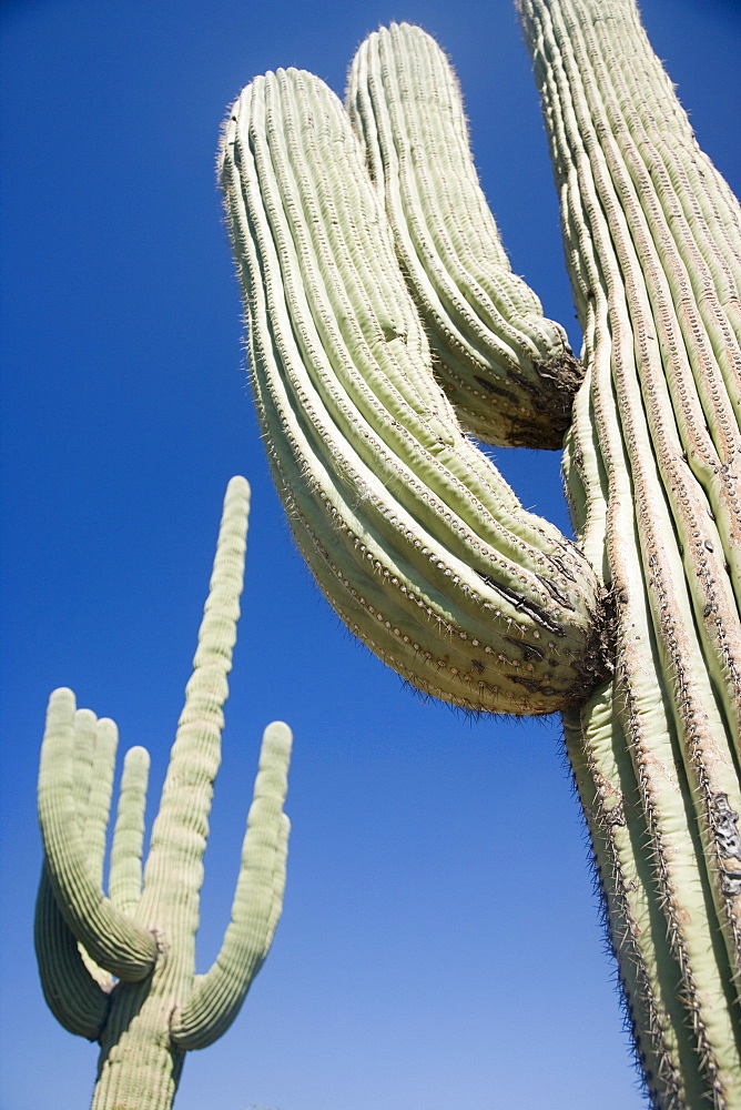 Low angle view of cactus, Arizona, United States