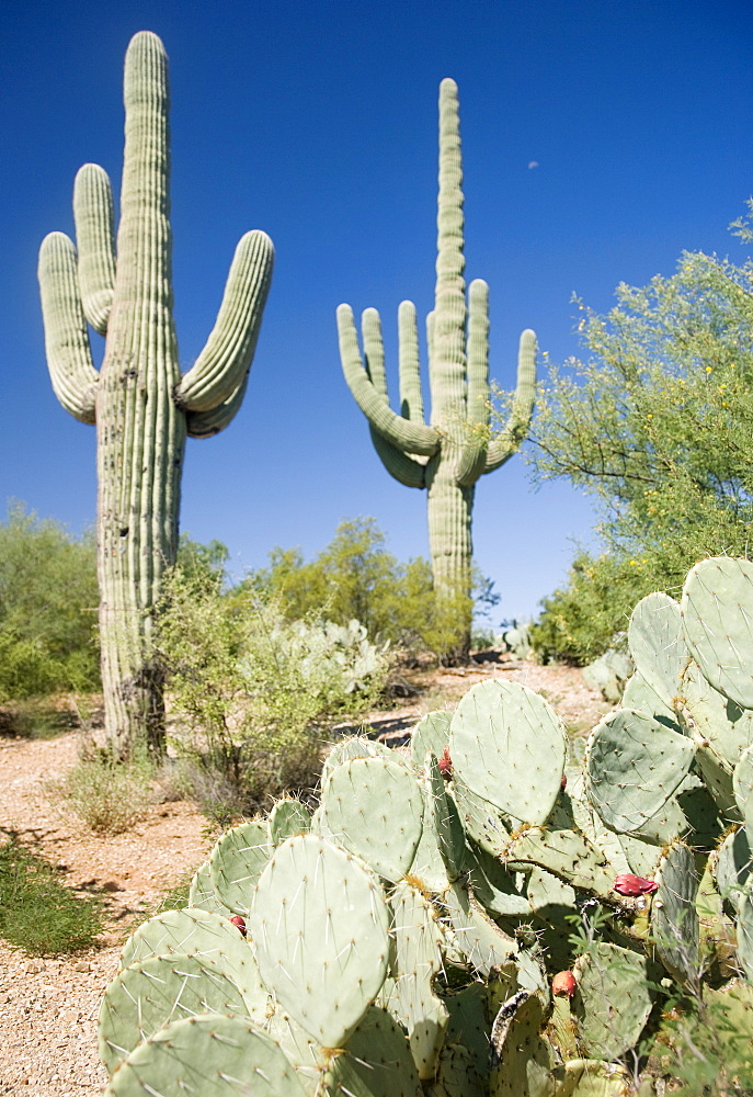 Assorted cactus in desert, Arizona, United States