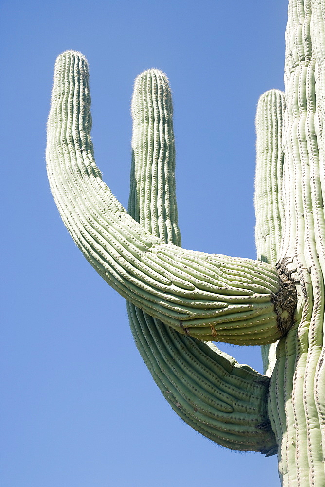 Low angle view of cactus, Arizona, United States