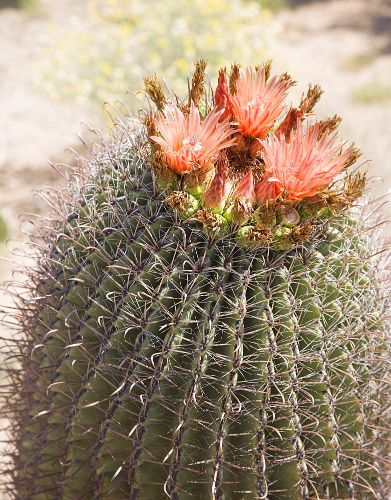 Close up of cactus with flowers, Arizona, United States