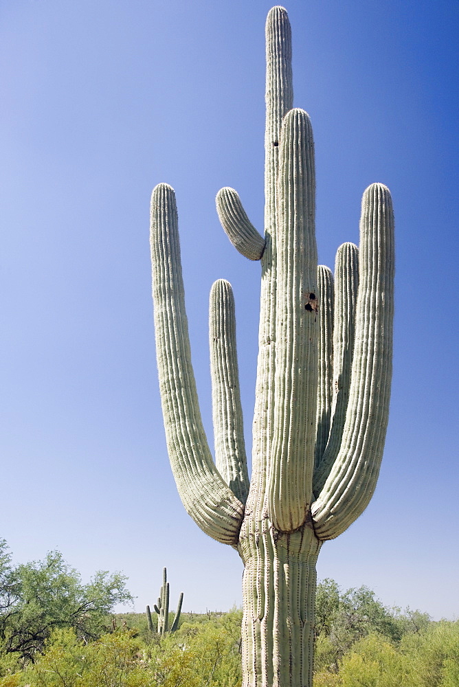 Low angle view of cactus, Arizona, United States