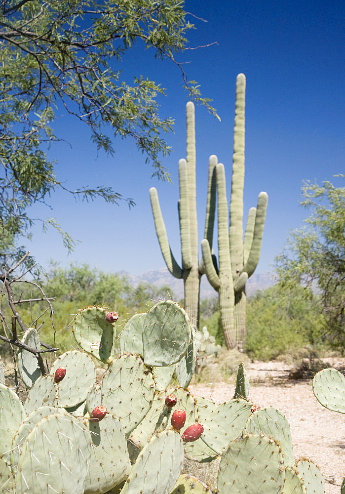 Assorted cactus in desert, Arizona, United States