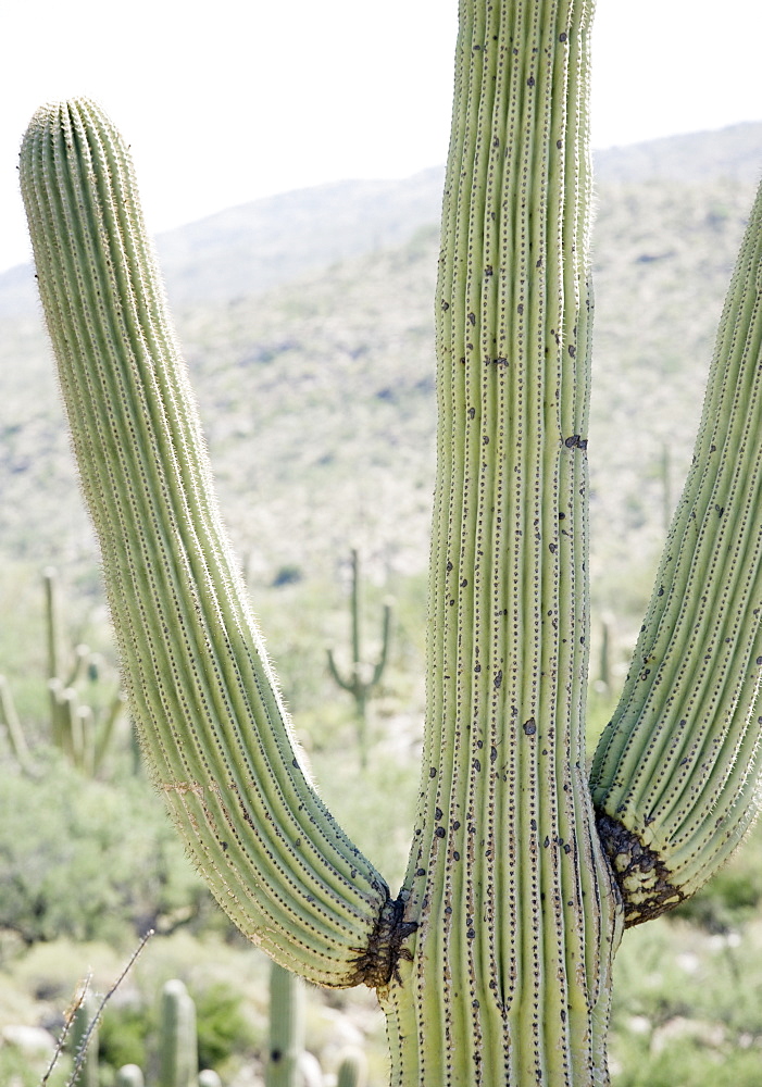 Close up of cactus, Arizona, United States