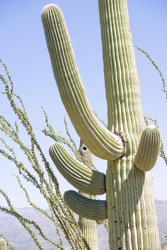 Low angle view of cactus, Arizona, United States