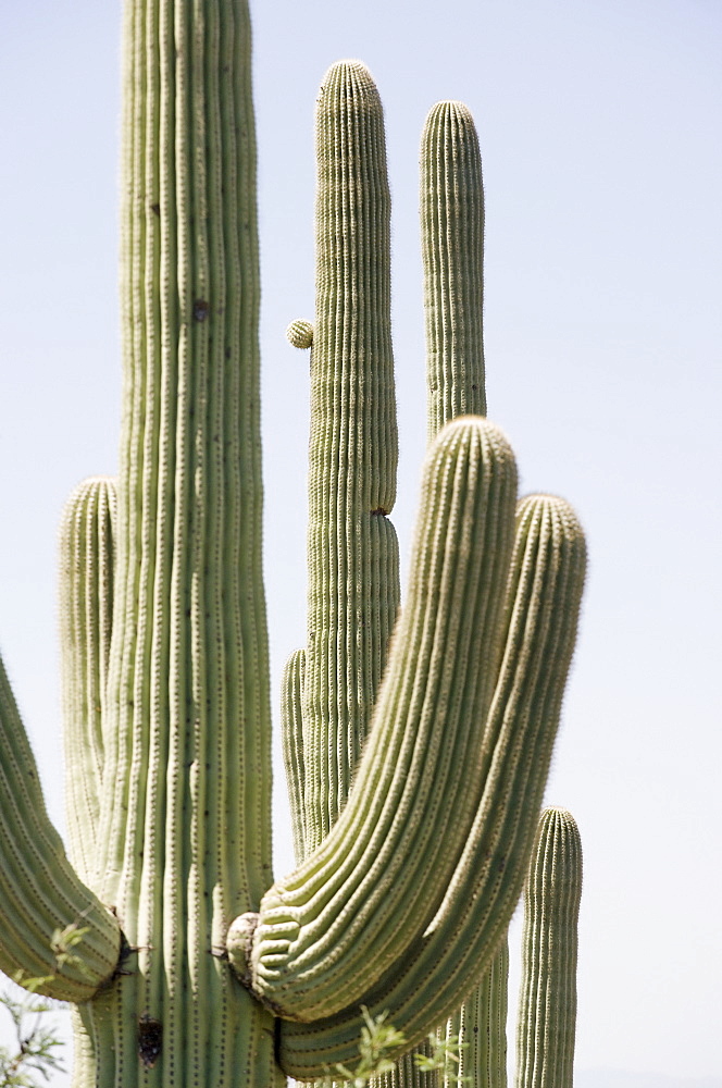 Cacti under blue sky, Arizona, United States