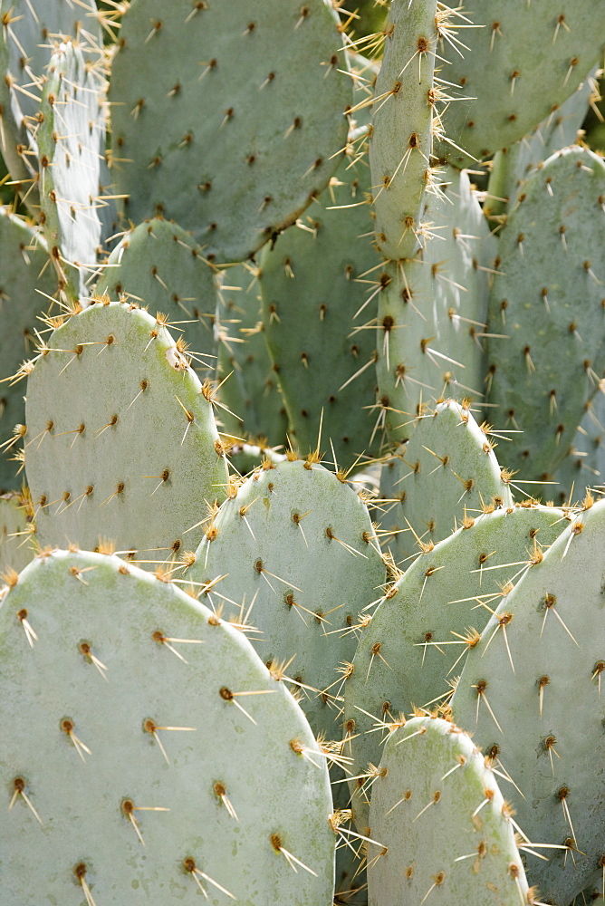 Close up of cactus