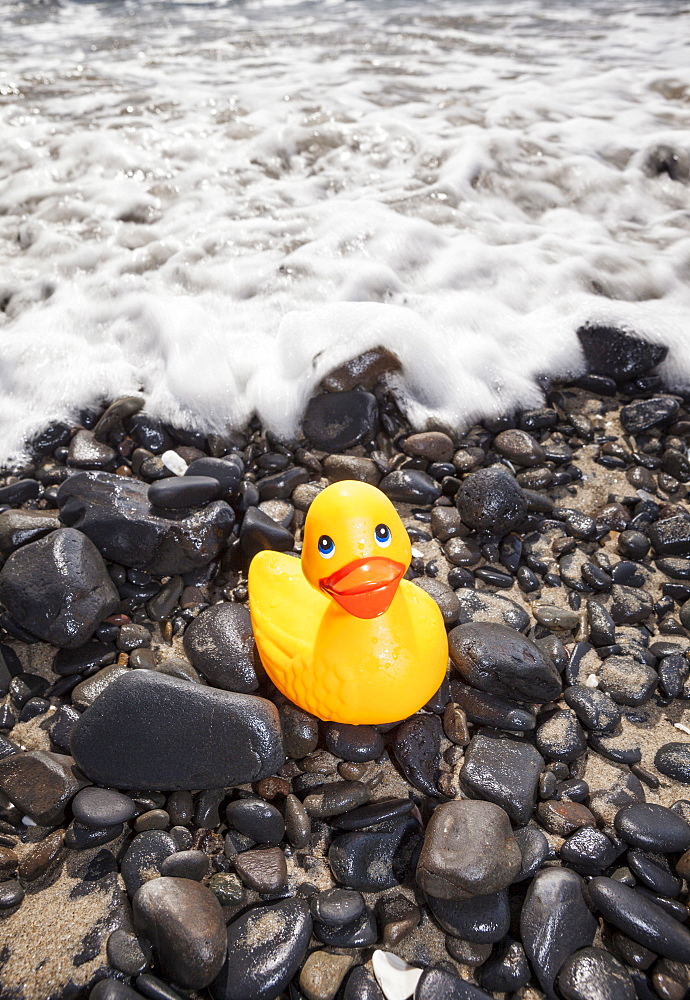 Oregon, Florence, Yellow plastic duck on sea shore