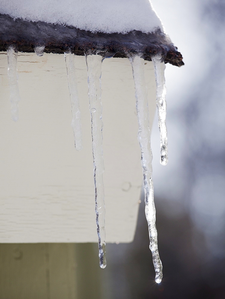 Icicles hanging from roof eaves