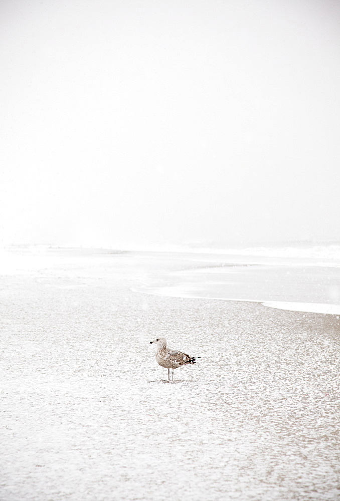 USA, New York State, Rockaway Beach, seagull on beach in winter