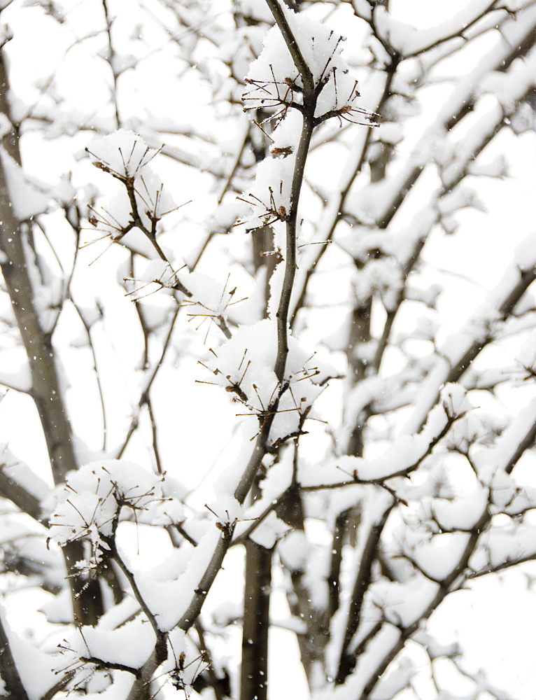 USA, New York State, Brooklyn, Williamsburg, snow on branches