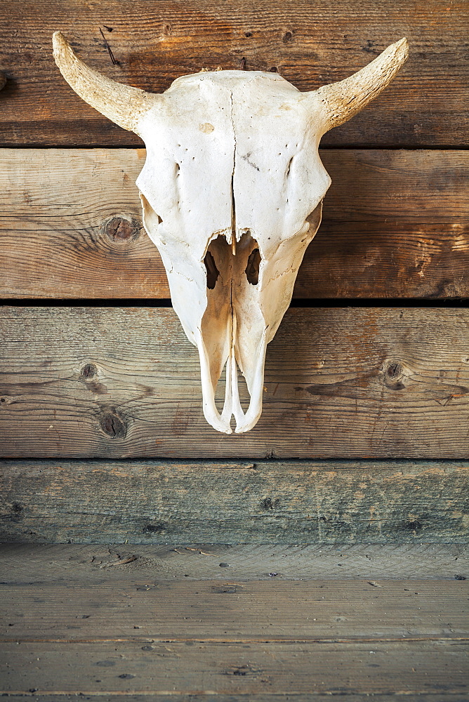 Cow skull on wooden wall