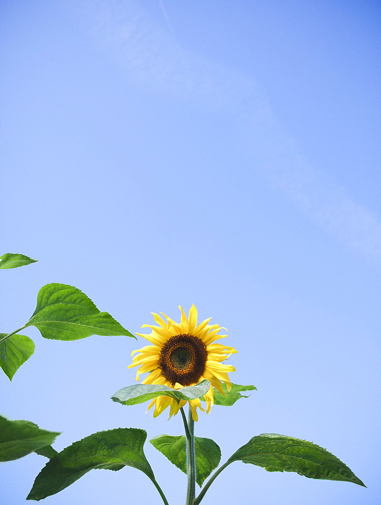 Sunflower against clear sky