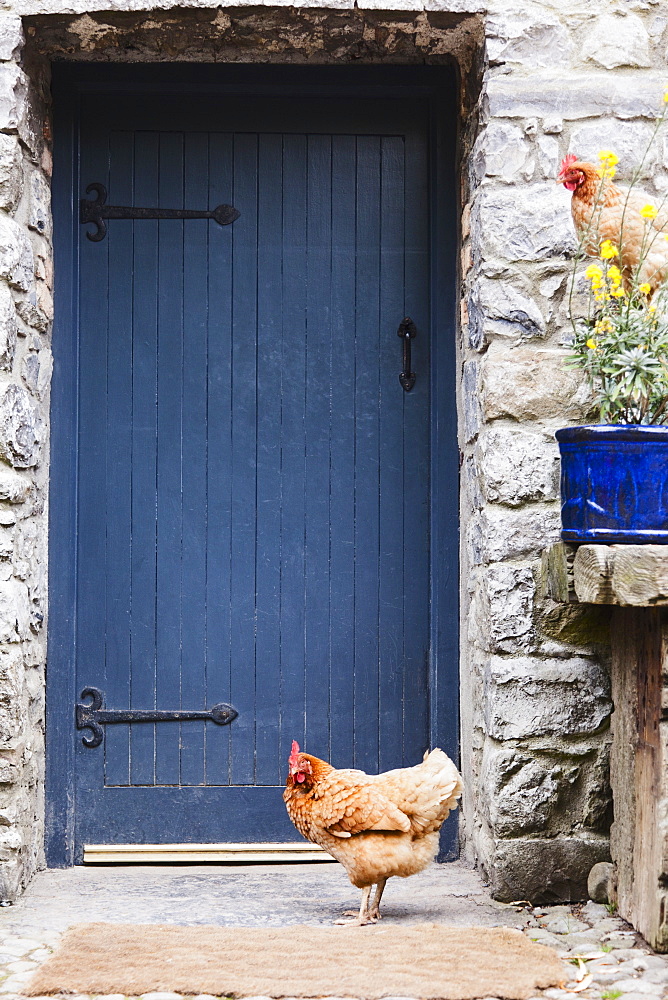 Ireland, County Westmeath, Hen in front of wooden door