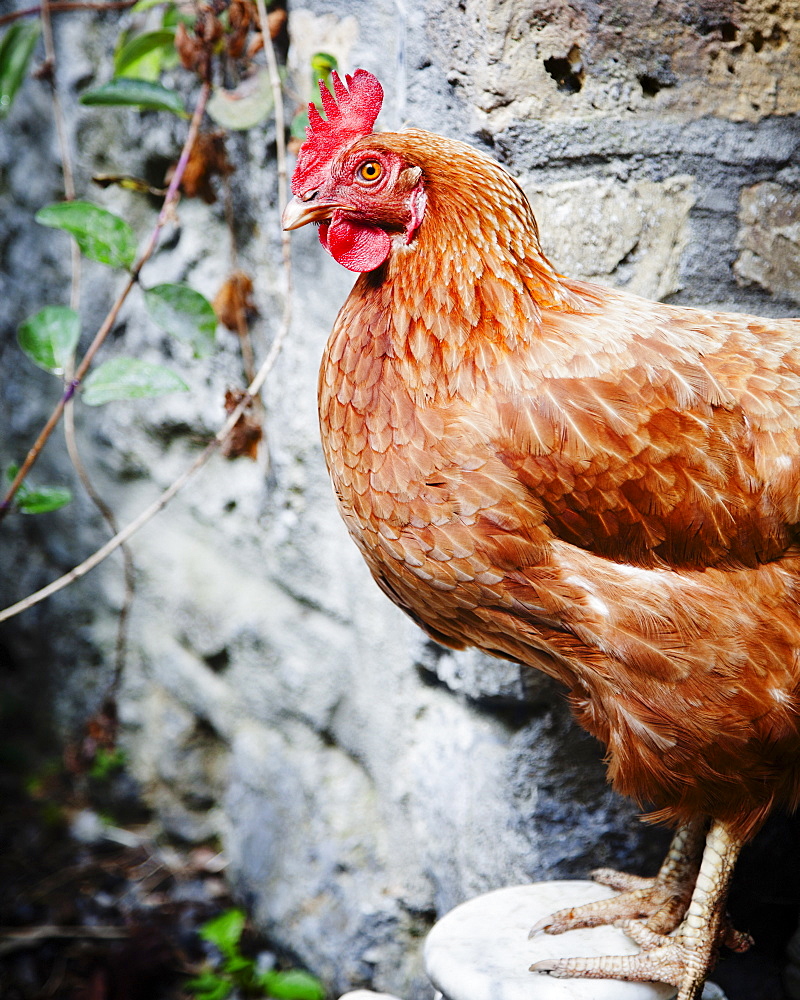 Close up of chicken