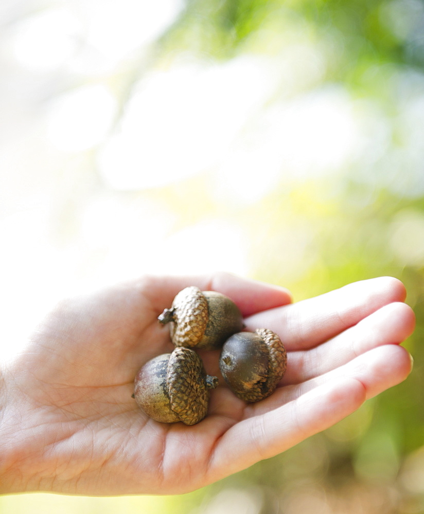Roaring Brook Lake, Close up of hand holding acorns