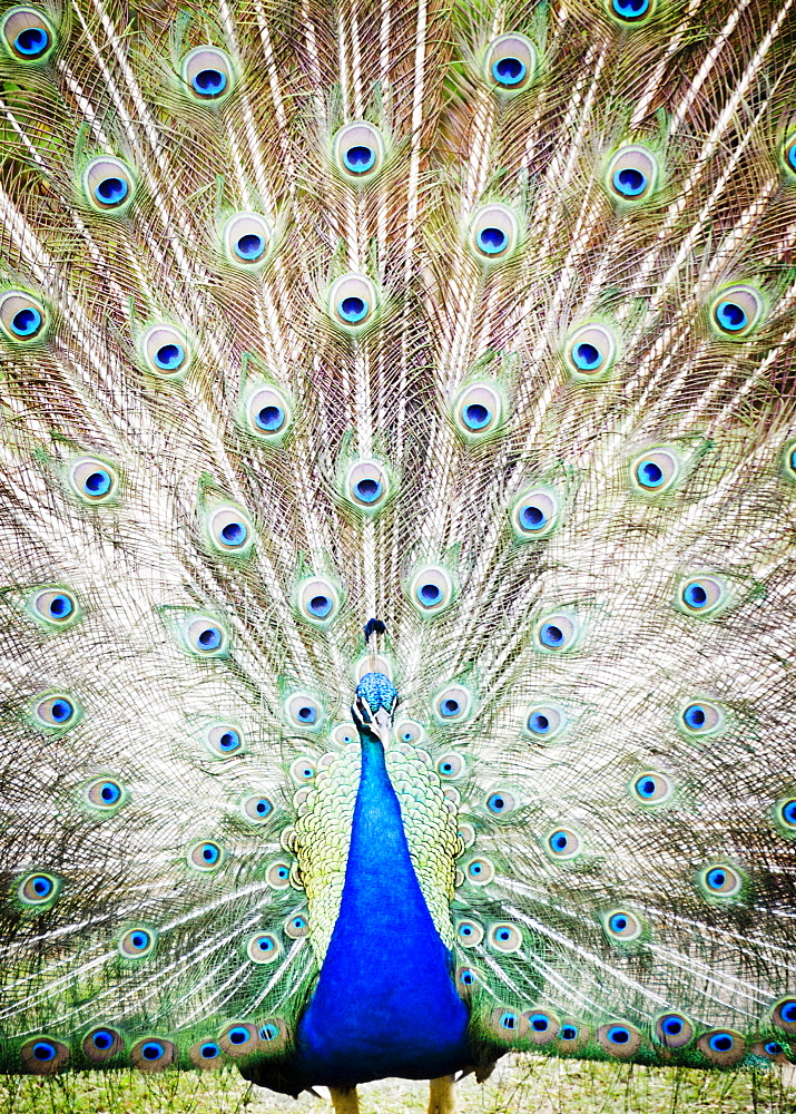 Portrait of peacock, USA, Hawaii, Kauai