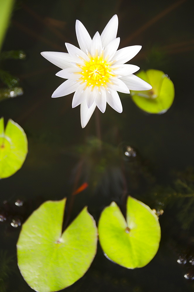 Water lily, USA, Hawaii, Kauai