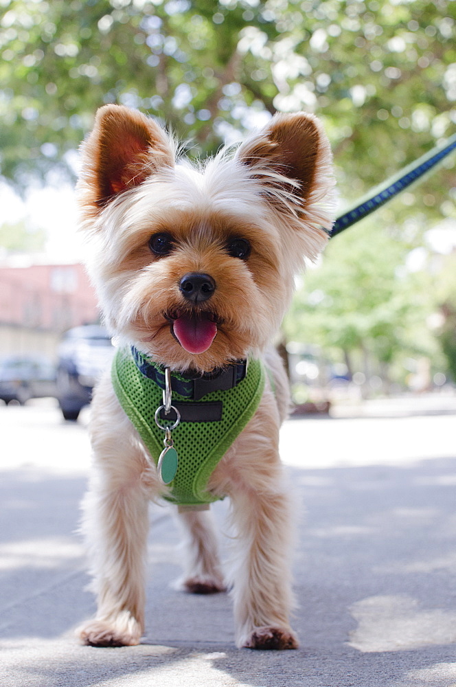 Portrait of Yorkshire terrier, USA, New York State, New York City, Brooklyn