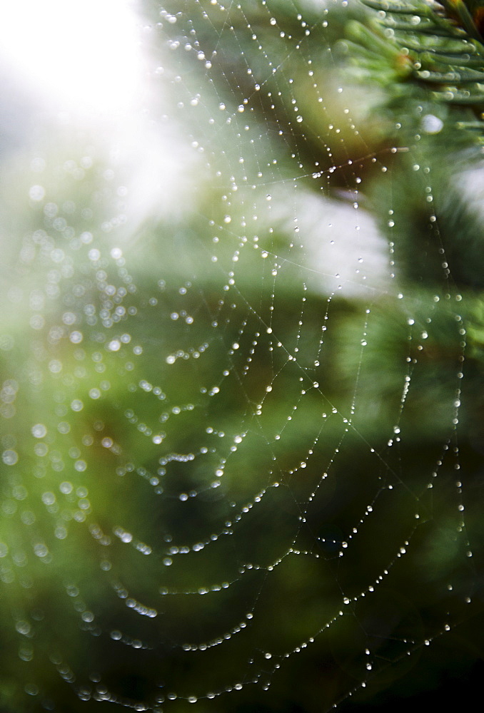 Spider net with drops of morning dew, USA, Pennsylvania, Honesdale