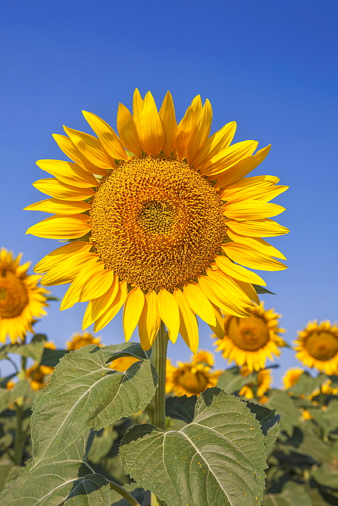 Sunflower against blue sky