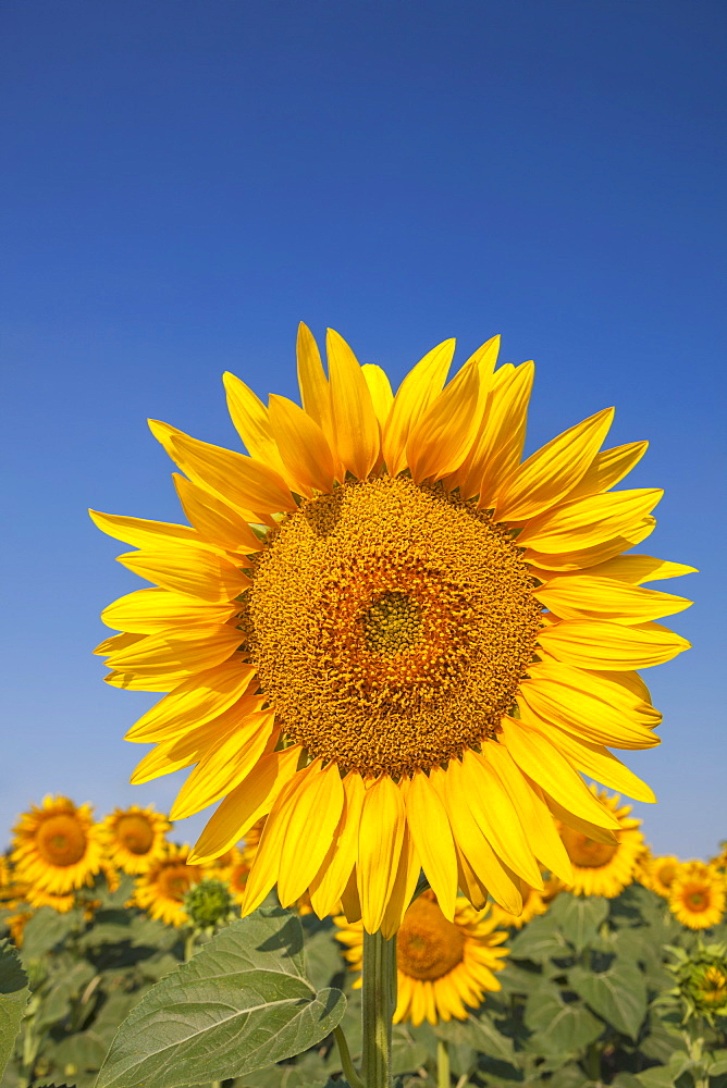 Sunflower against blue sky
