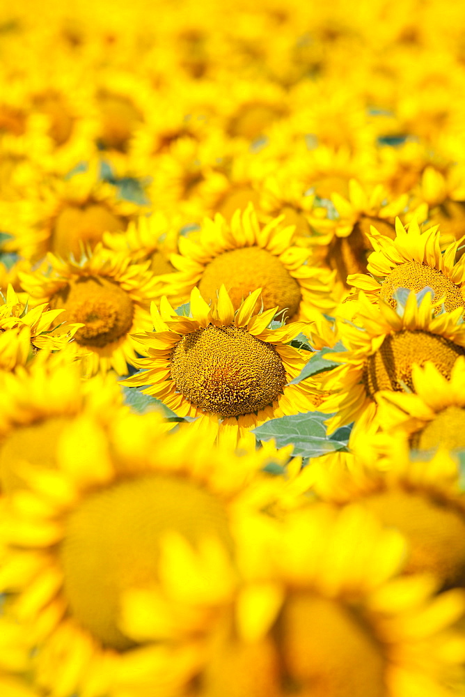 Filed full of yellow sunflowers