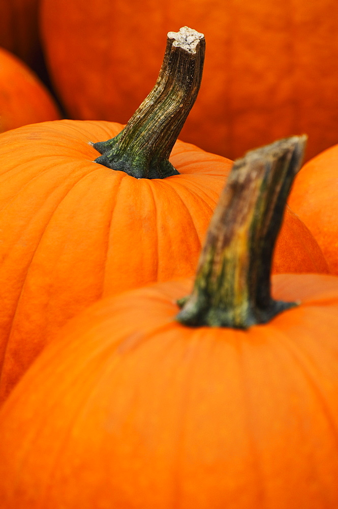 Pumpkins