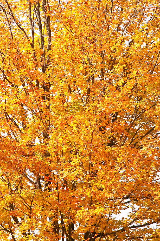 Fall foliage