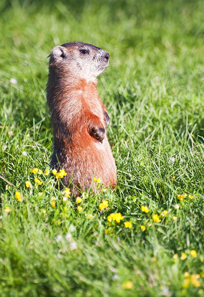 Prairie dog standing on his hind legs